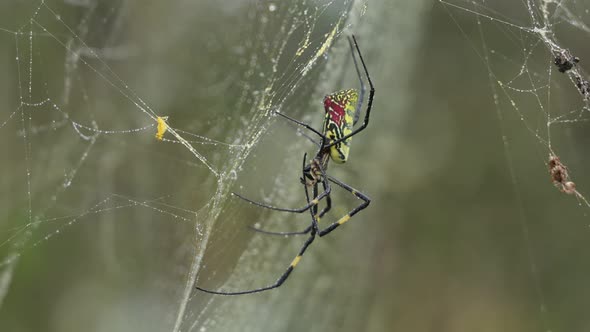 Spider and Droplets