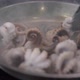 Stirring Octopuses in Metal Frying Pan with Tongues in Kitchen - VideoHive Item for Sale