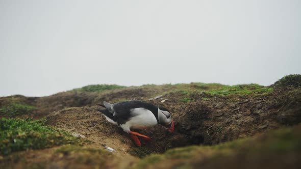 An Atlantic Puffin entering its nest, in Skomer Island coastline, Wales, on a foggy day