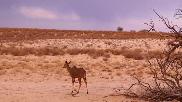 A Female and two juvenile Greater Kudus walk in golden Kalahari sand