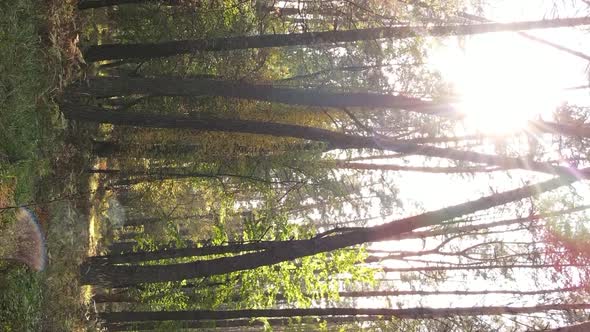 Vertical Video of a Forest with Many Trees in Autumn