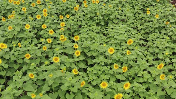 Downward looking drone flyover on a sunflower fields over the flowers in India