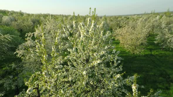 Aerial View Of Blooming Cherry Garden 7