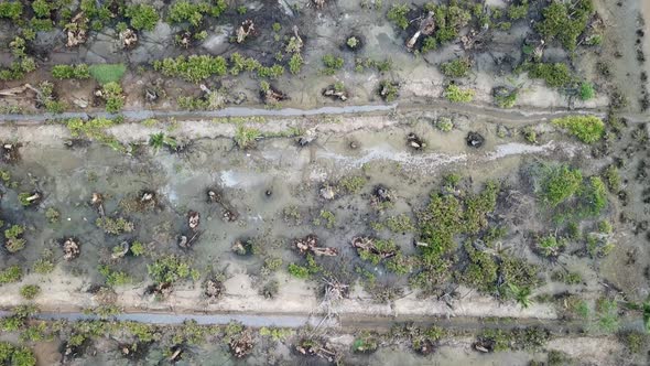 Top down view dead palm trees in the farm at Penang