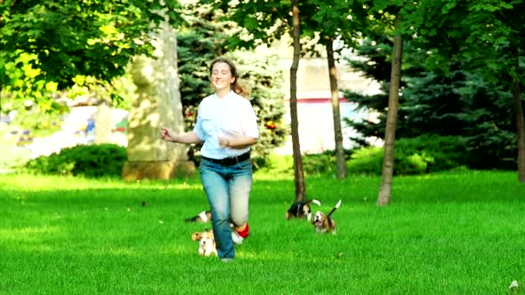 Beagle Dogs Running Across the Grass Summer Day. Slow Motion