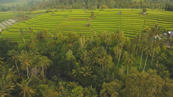 Terrace Rice Fields BaliIndonesia