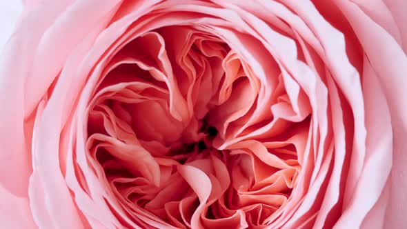 Beautiful Pink Rose Rotating on White Background Macro Shot