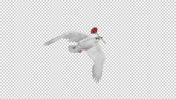 White Dove with Red Rose - Flying Transition - II alt