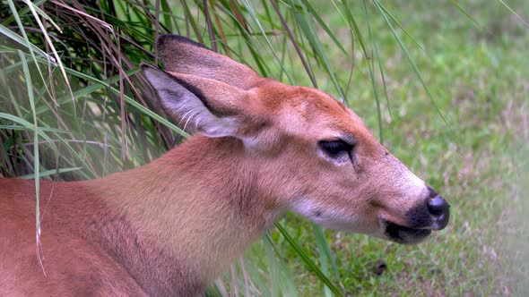 Slow motion of a Marsh Deer chewing grass while sitting under a bush. Medium shot