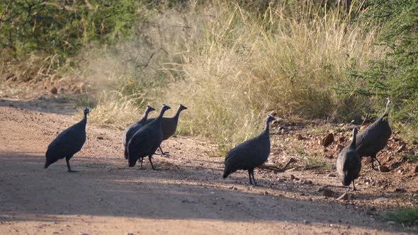 Group of guineafowl birds on a dirt road 