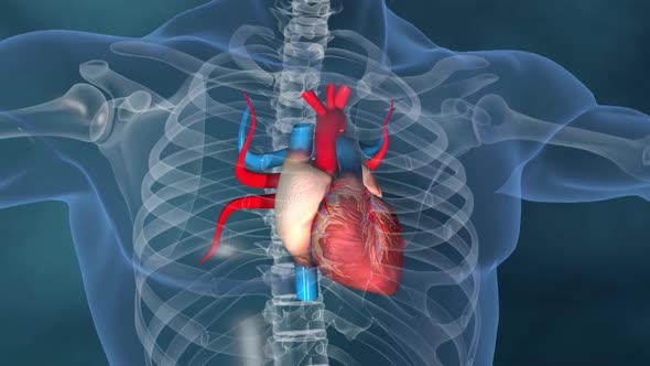 Human heart, Human heart model, Full clipping path included, Heart Anatomy,