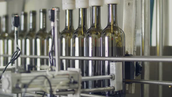 Filling of olive oil bottles in a bottling factory