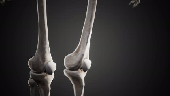 Full Human Skeleton Standing alt