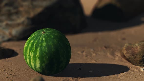 Big and Juicy Watermelon on the Beach Sand