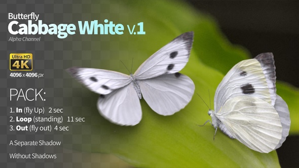 Butterfly White 1