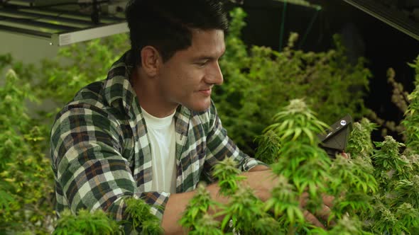 Cannabis Farmer Use Microscope to Analyze CBD in Curative Cannabis Farm alt