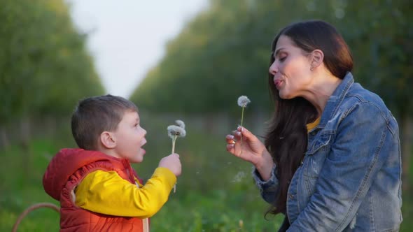 Boy with Mom Has Fun and Blows Out Dandelions in Apple Orchard While Walking Outside City on Weekend