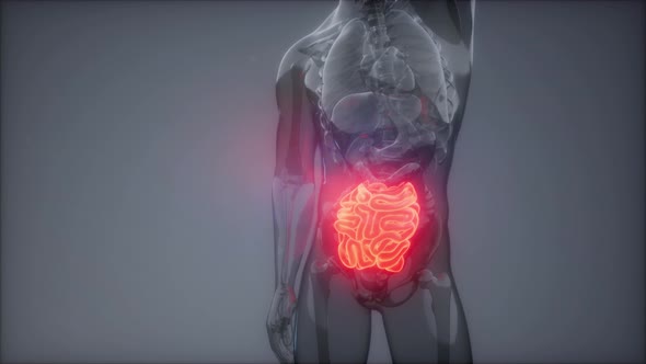 Human Small Intestine Radiology Exam alt