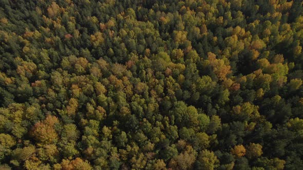 Closeup of colorful autumn forest in Ural