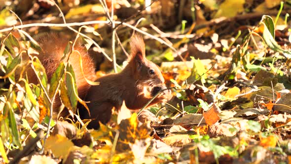 Red Squirrel with nut in mouth