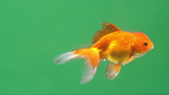 Gold Fish On Green Screen Background