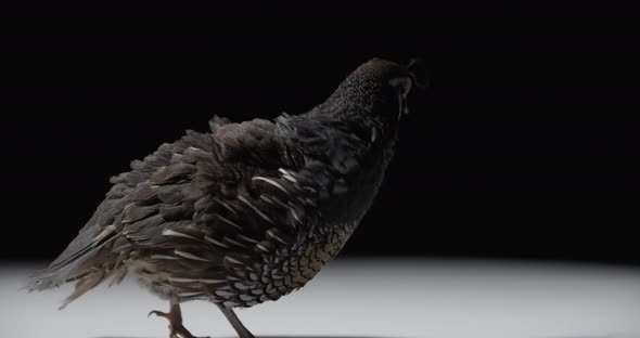 Quail with Dark Feathers and Tuft on Its Head is Walking Around the White Floor