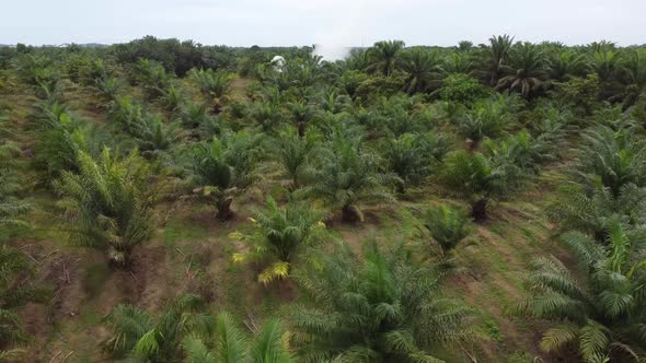 Fly toward burning and release of smoke at oil palm