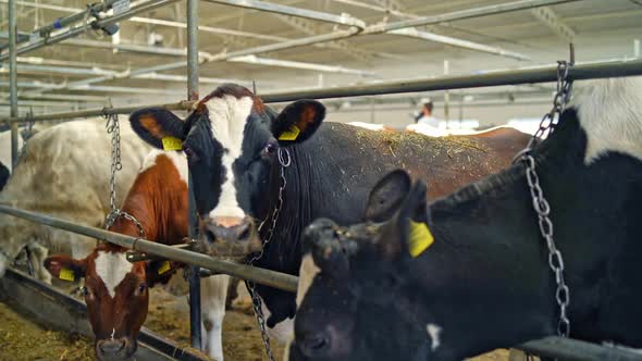 Dairy cows in the cowshed. Row of beautiful cows in a row tied in a stall.