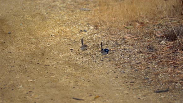 Pair Of Superb Fairywren’s Hopping On The Dry Grass Looking For Food