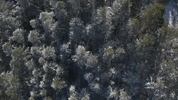 Aerial pan over forest dusted with snow