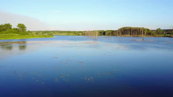 Dead Trees In The Water