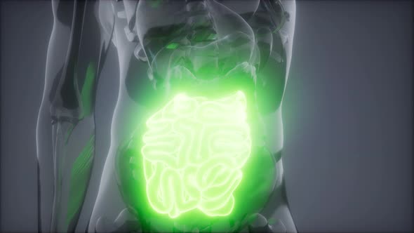 Human Small Intestine Radiology Exam alt