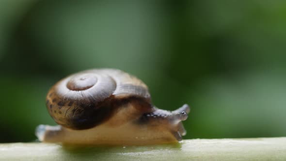 Life of snails in the nature