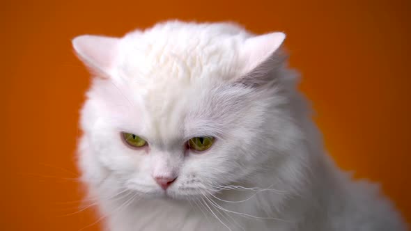 Amazing Domestic Pet Is Isolated on Orange Wall. Furry Cat Licks Nose in Studio. Animals, Friends