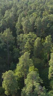 Aerial View of Trees in the Forest