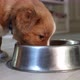 Feeding Of Hungry Puppy - VideoHive Item for Sale