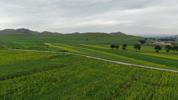 Rape flower fields in Inner Mongolia, China