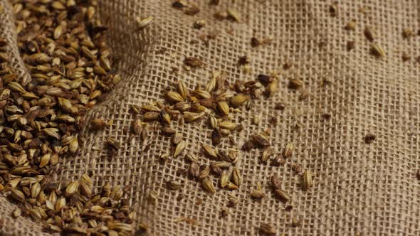 Rotating shot of barley and other beer brewing ingredients - BEER BREWING 