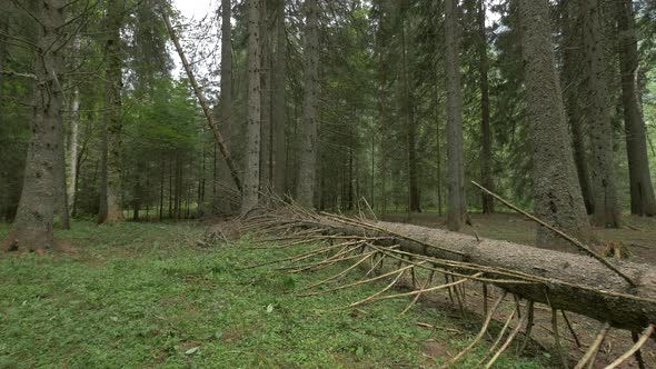 Tree Trunk Fallen in A Forest