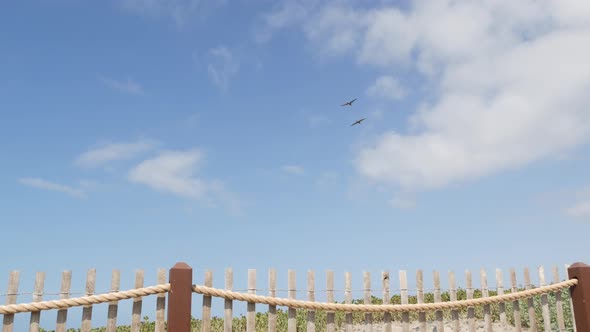 Pelicans Fly in Sky California Pacific Coast USA