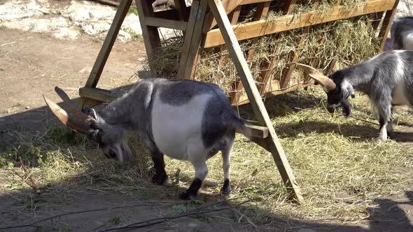 White and grey goats with big horns are feeding on hay from feeding station at Norwegian farm - Summ