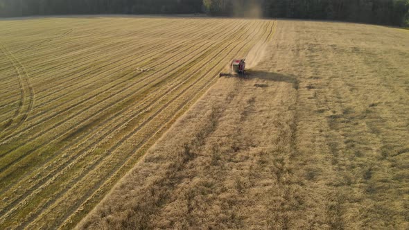 Combine Harvester Cutting Grain in the Warm Sun