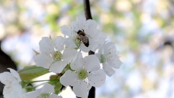 Bee on a cherry flower. Sunny bright day / slow motion