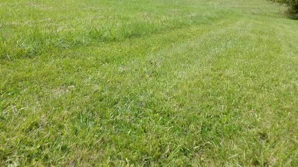 Drone Racing Past Grass on a Field