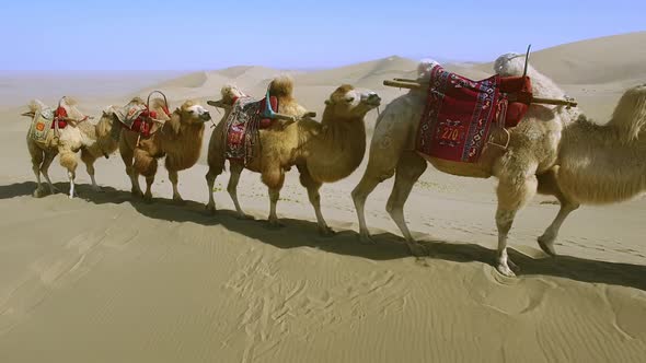 A Magnificent Six Camels Walking in a Bunch Behind a Drover in the Gobi Desert