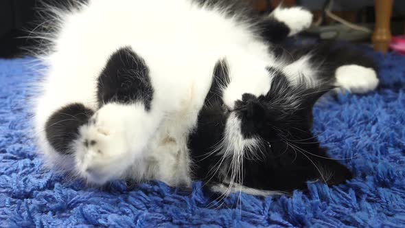 Funny White Black Cat at Home