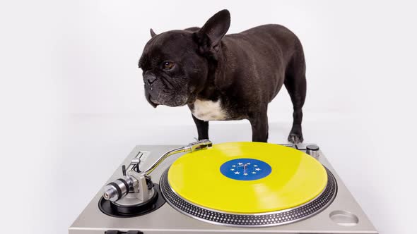 DJ French Bulldog Playing Records