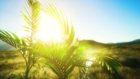 Sunlight Through the Leaves of Palm Trees