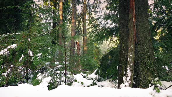 Passing Snow Covered Forest In Evening