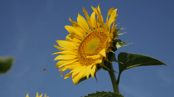 Blue sky and  sunflower Helianthus annuus plant  close-up 4K footage